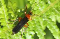 Cantharis pellucida