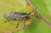 Saperda populnea