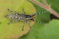 Saperda populnea