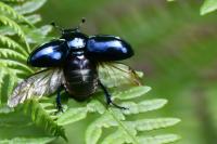 Trypocopris pyrenaeus