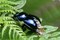 Trypocopris pyrenaeus