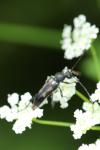 Anoplodera sexguttata