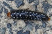 Dendroxena quadrimaculata