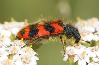 Trichodes alvearius