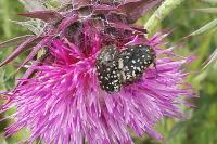 Oxythyrea funesta