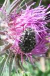 Oxythyrea funesta