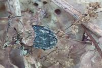 Oiceoptoma thoracicum