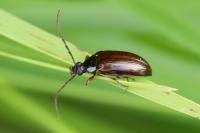 Gonodera luperus
