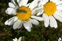 Oedemera nobilis