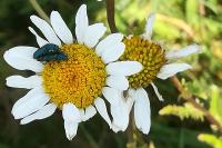 Psilothrix viridicoerulea