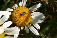 Psilothrix viridicoerulea