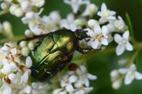 Cetonia aurata