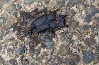 Dorcus parallelipipedus