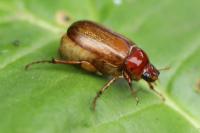 Amphimallon majale