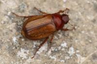 Amphimallon majale