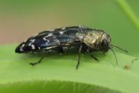 Coraebus undatus