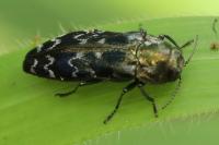 Coraebus undatus