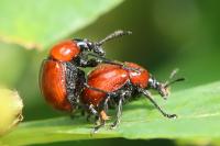 Attelabus nitens