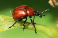 Attelabus nitens
