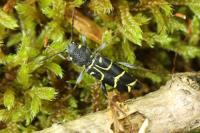 Xylotrechus antilope