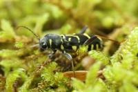 Xylotrechus antilope