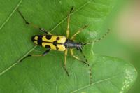 Rutpela maculata