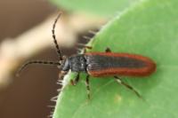 Omalisus fontisbellaquei