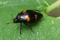 Scaphidium quadrimaculatum