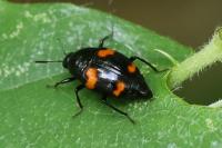 Scaphidium quadrimaculatum