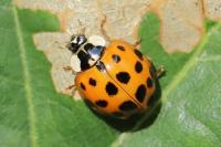 Harmonia axyridis
