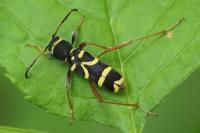 Clytus arietis