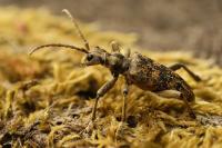Rhagium sycophanta