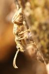 Rhagium sycophanta