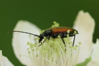 Stenurella melanura