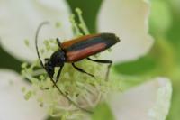Stenurella melanura