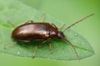 Gonodera luperus
