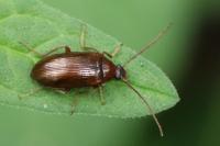 Gonodera luperus