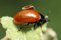 Chrysomela populi