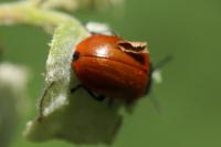 Chrysomela populi