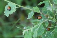 Chrysomela populi