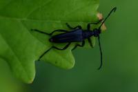 Rutpela nigra