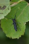 Saperda populnea