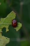 Gonioctena decemnotata