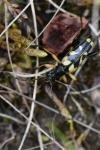 Rutpela maculata