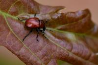Attelabus nitens
