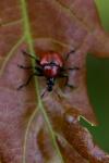Attelabus nitens