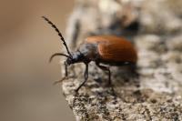 Pseudocistela ceramboides