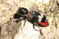 Clerus mutillarius