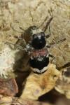 Clerus mutillarius