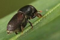 Scolytus